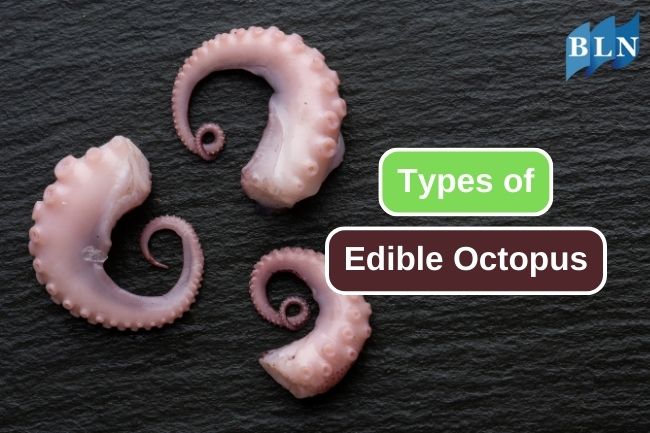 Savoring the Rich Diversity of Edible Octopus